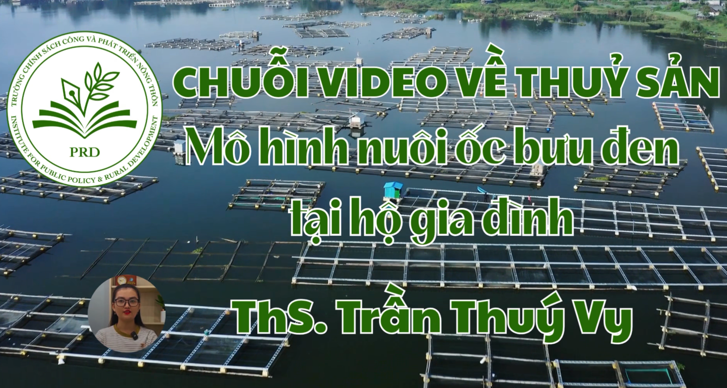 MÔ HÌNH NUÔI ỐC BƯU ĐEN TẠI HỘ GIA ĐÌNH